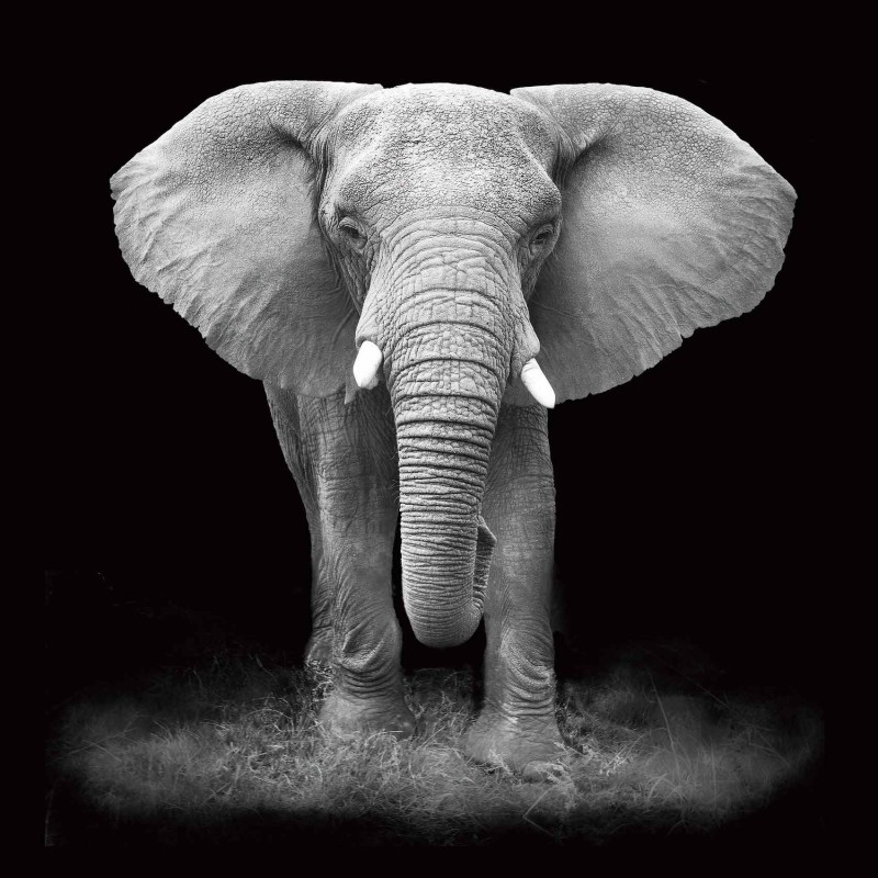 Tableau sur verre ELEPHANT (100 x 100 cm) (gris, noir)